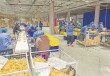 探访“中国玉米之乡”： 鲜食玉米年销4亿穗